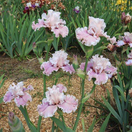 Les grands iris de jardin